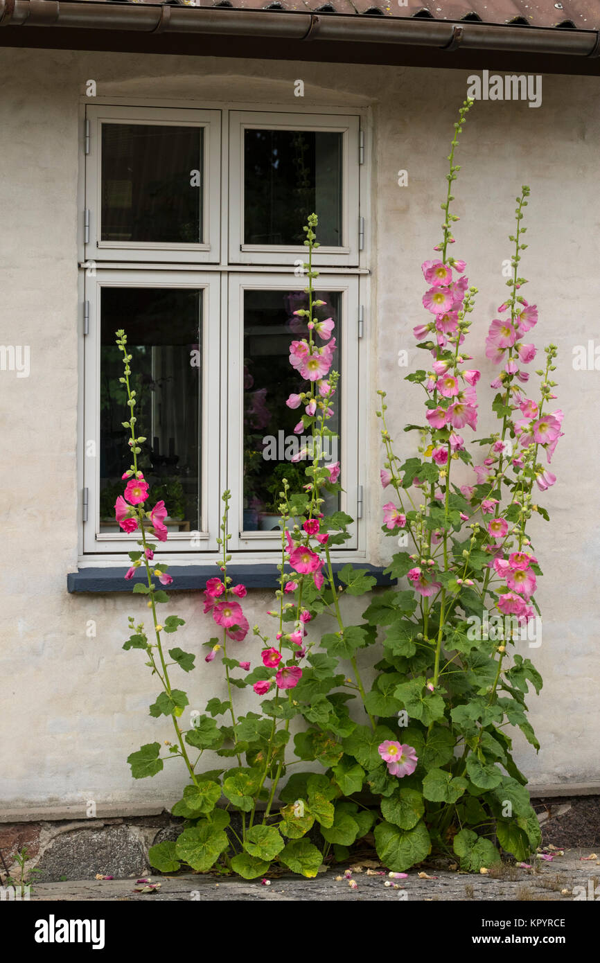 Blühende Malve vor dem Haus Stockfoto