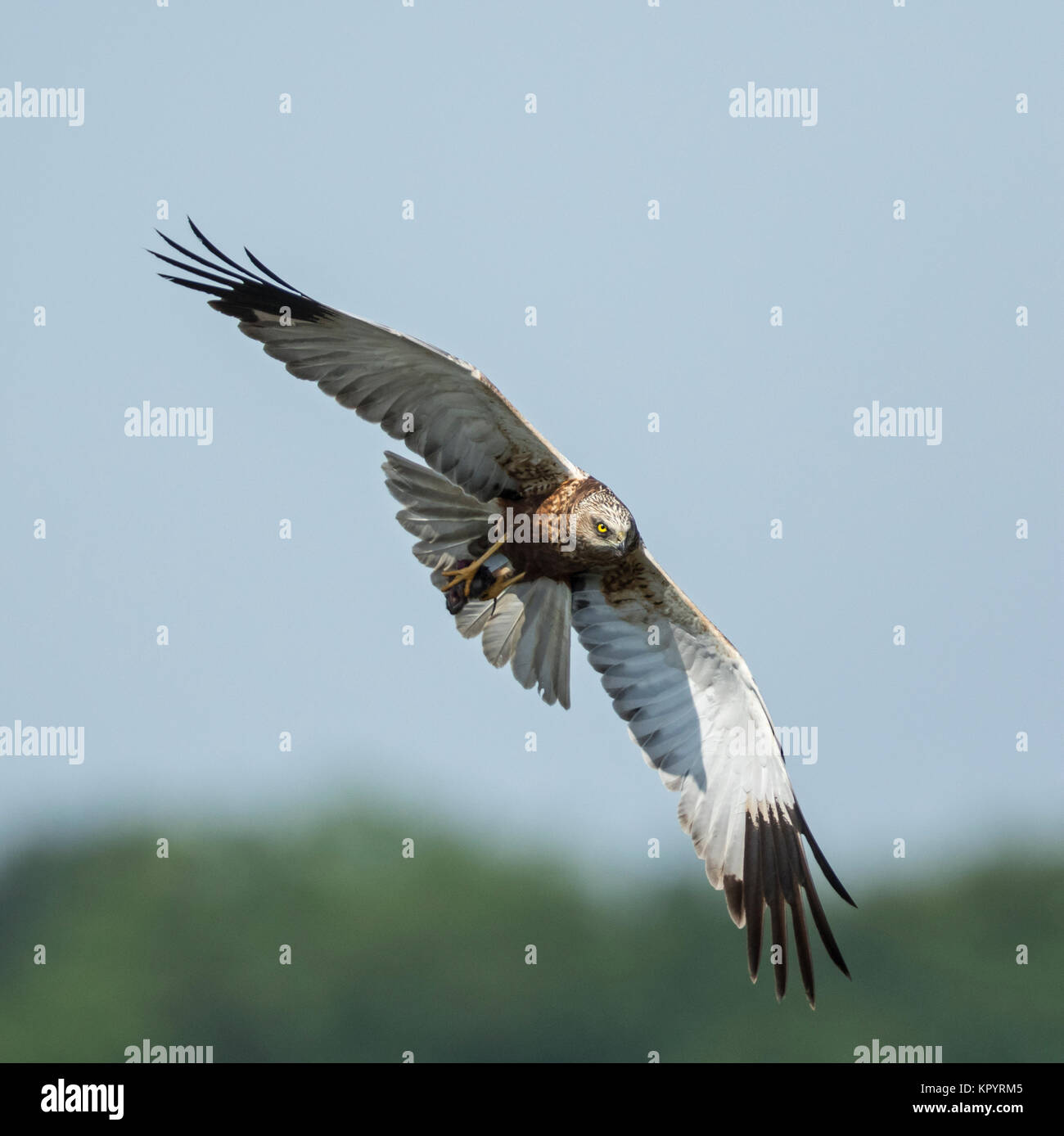 Rohrweihe (Circus aeruginosus) männlichen Erwachsenen mit Beten im Flug, Stockfoto