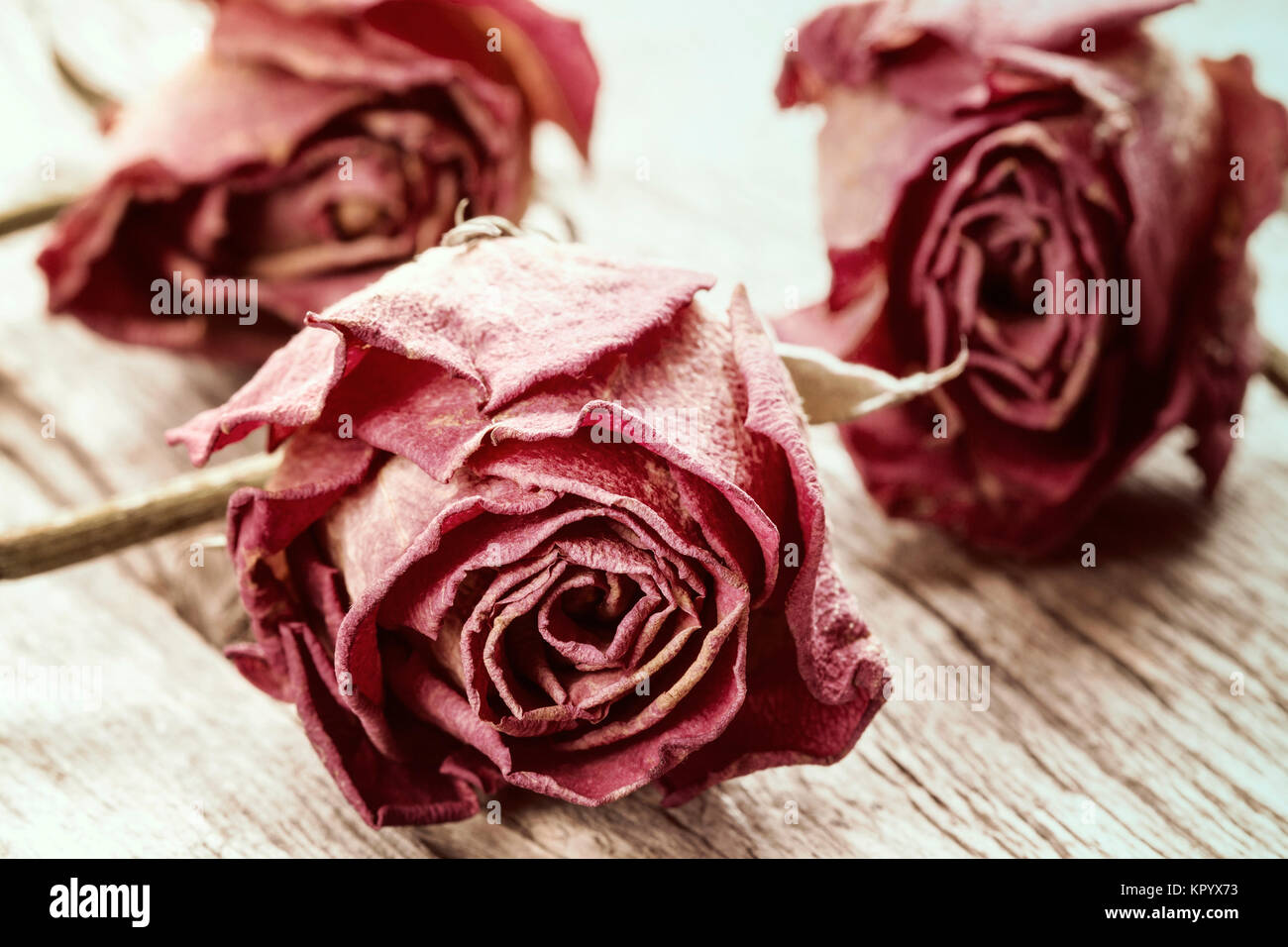 In der Nähe von trockenen Rosen Stockfoto
