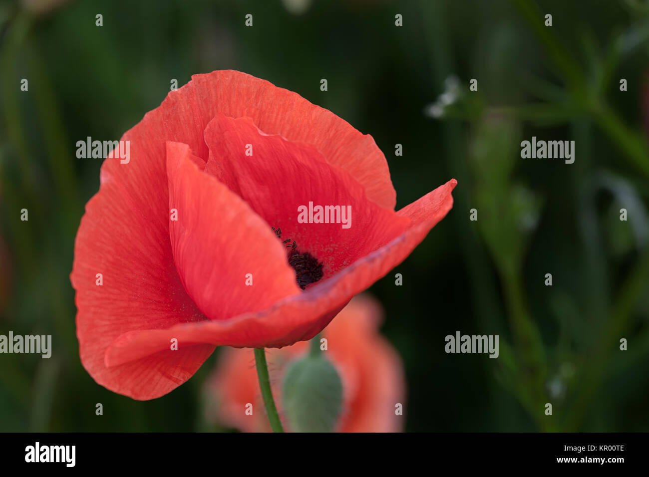 Rote Schönheit - eine einzelne Blume von der Mohn Stockfoto