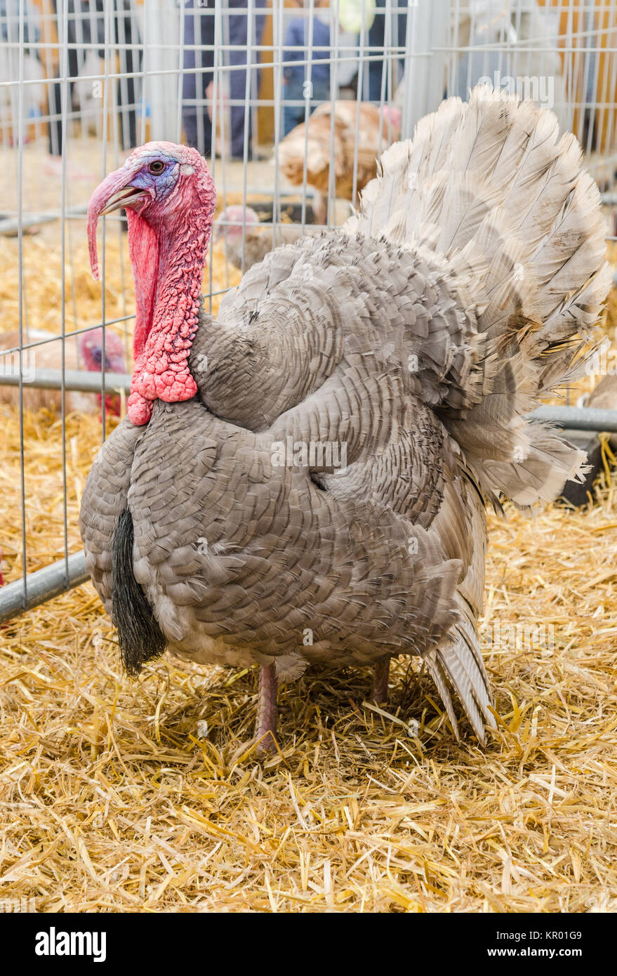 Große schöne Türkei auf einem Bauernhof, Nahaufnahme Stockfoto