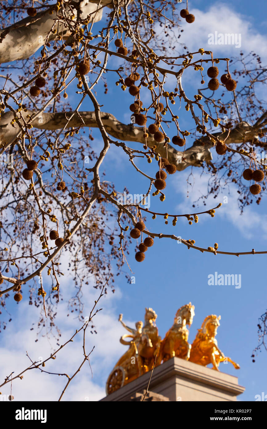 Platanus Baum und Quadriga von Aurora Stockfoto