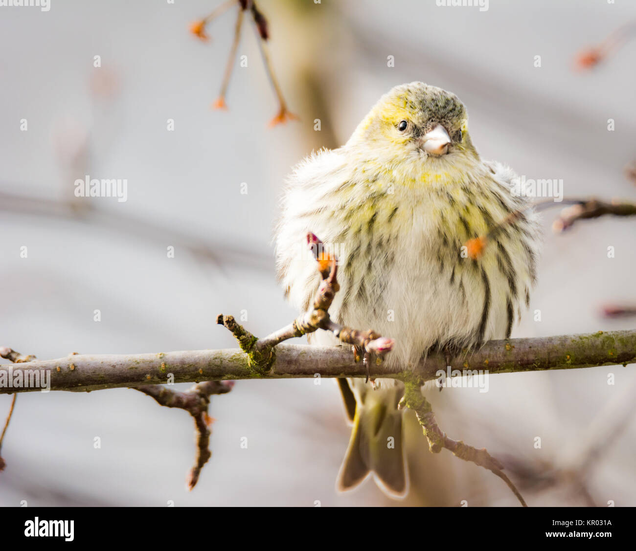 Weiblich black-headed Goldfinch Stockfoto