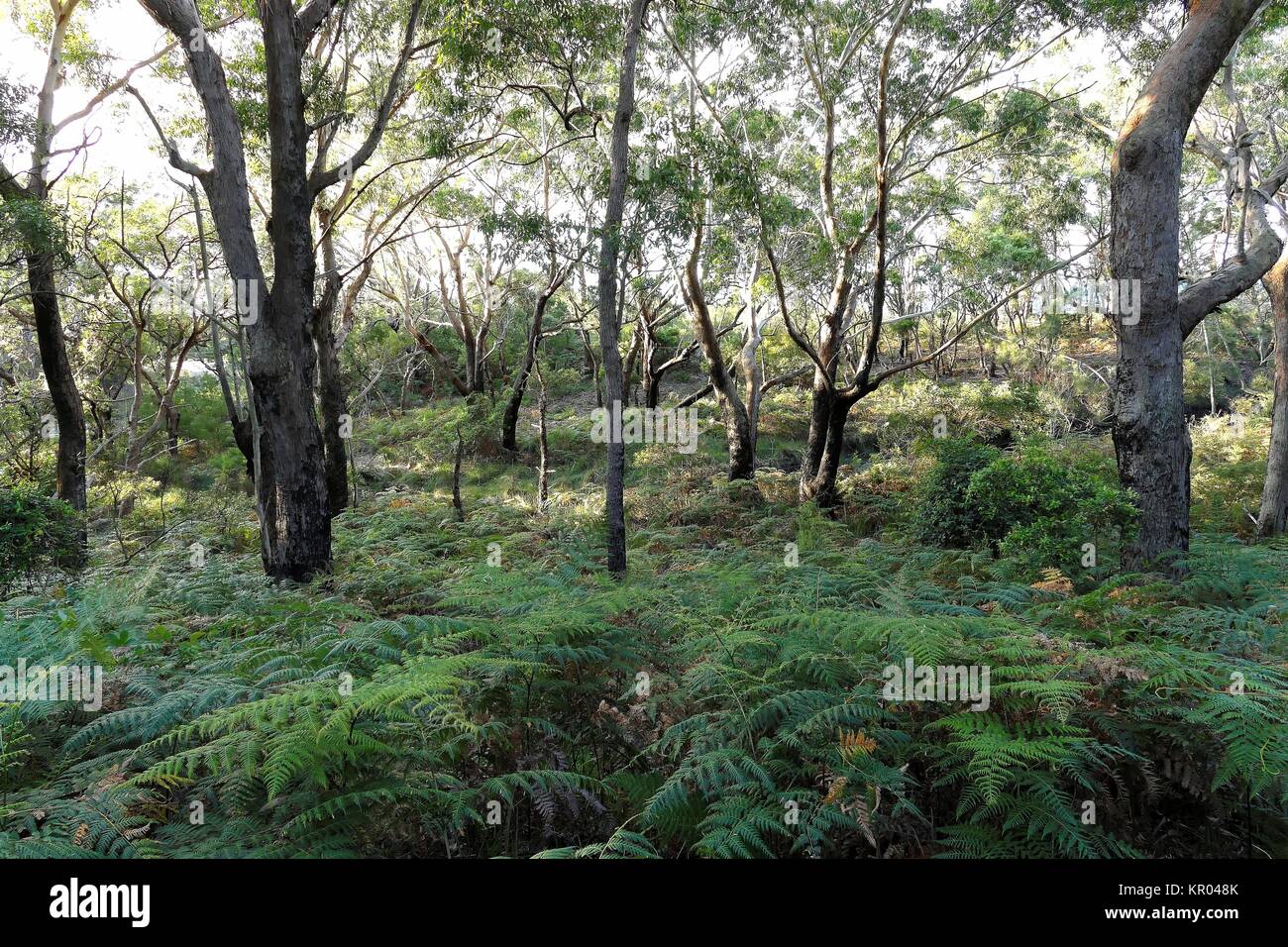 Booderee Nationalpark Stockfoto