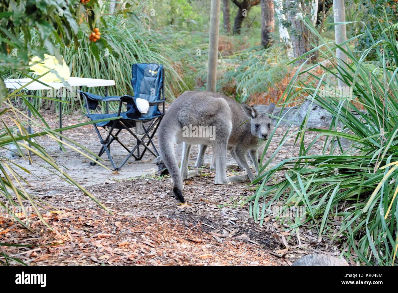 Eastern Grey kangaroo am Campingplatz Stockfoto