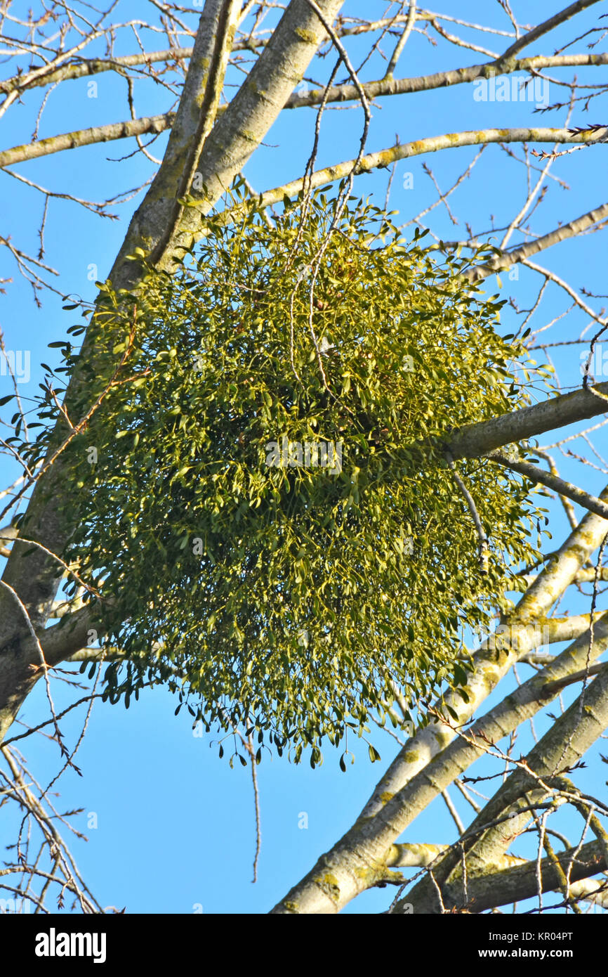 Close up Bündel Parasit Mistel Zweig von reifer Baum im frühen Winter wo host Baum hat die meisten seiner Blätter Essex England Großbritannien verloren befestigt Stockfoto