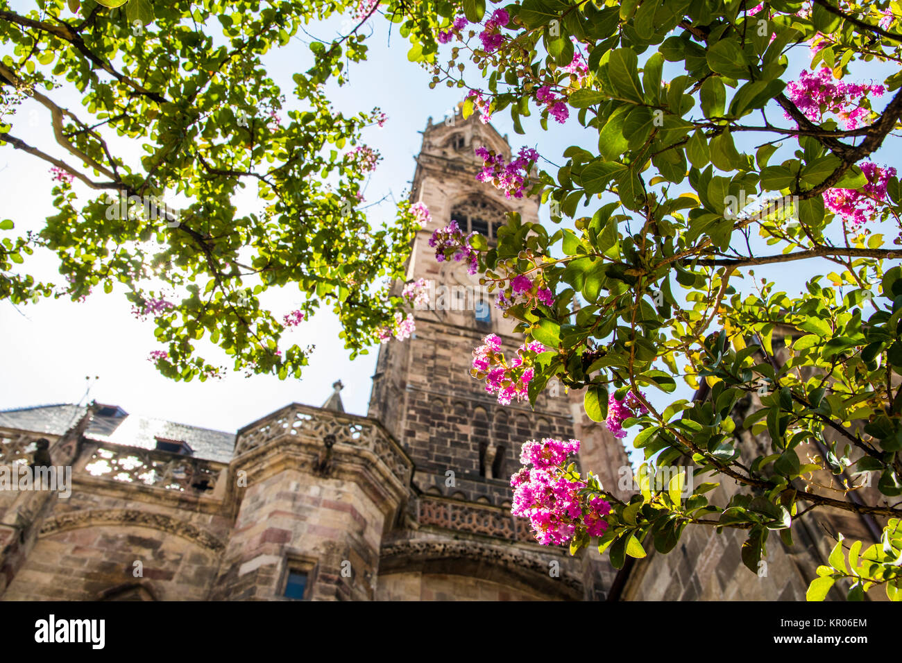 Der Turm der Kathedrale von Bozen durch einen Baum mit rosa und fucsia Blumen gesehen Stockfoto