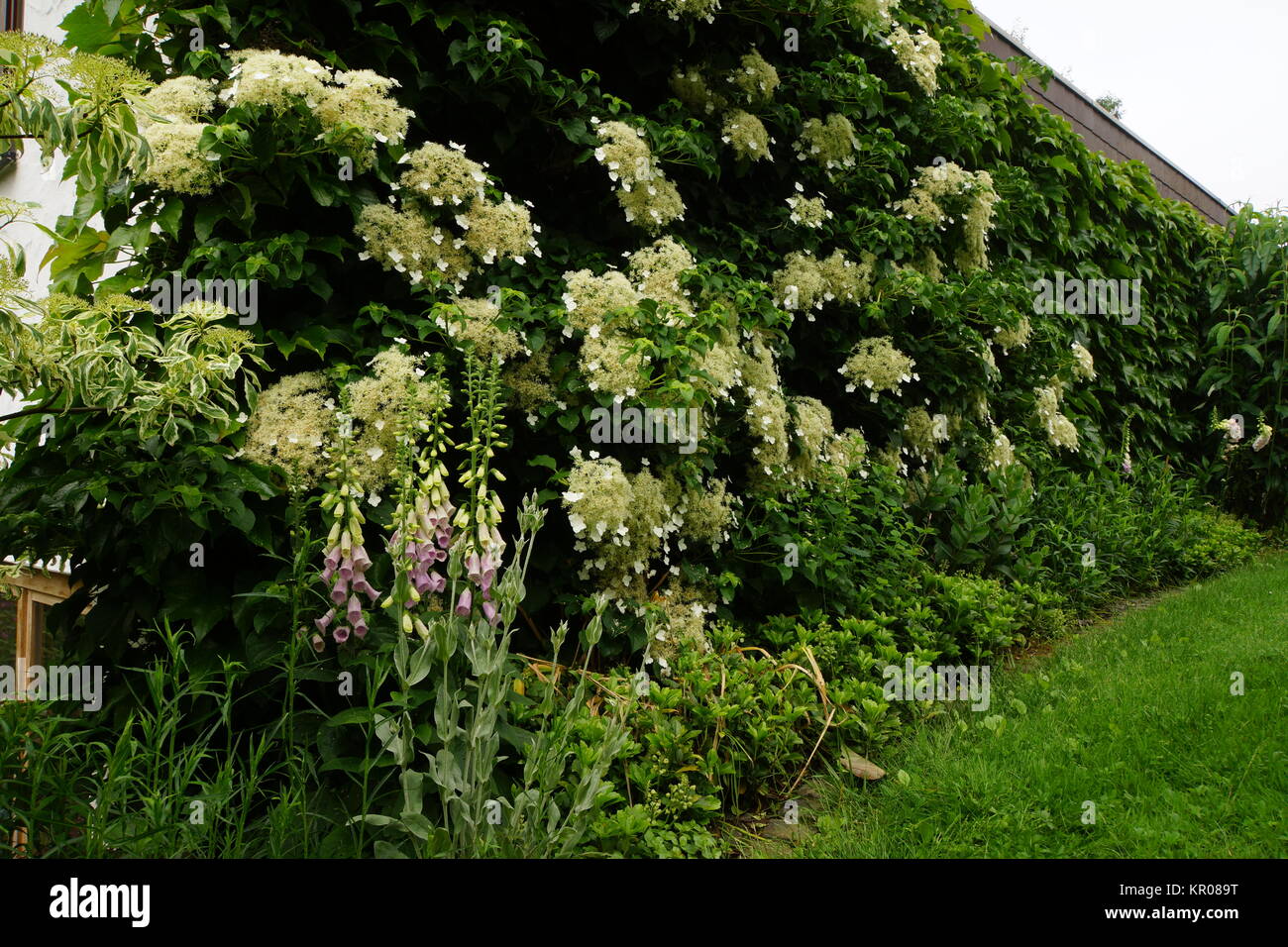 Klettern, Klettern hortensie Hortensie (Hydrangea Saturnus) Stockfoto