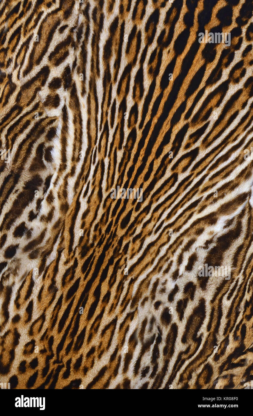 Leopard Textur Hintergrund Stockfoto