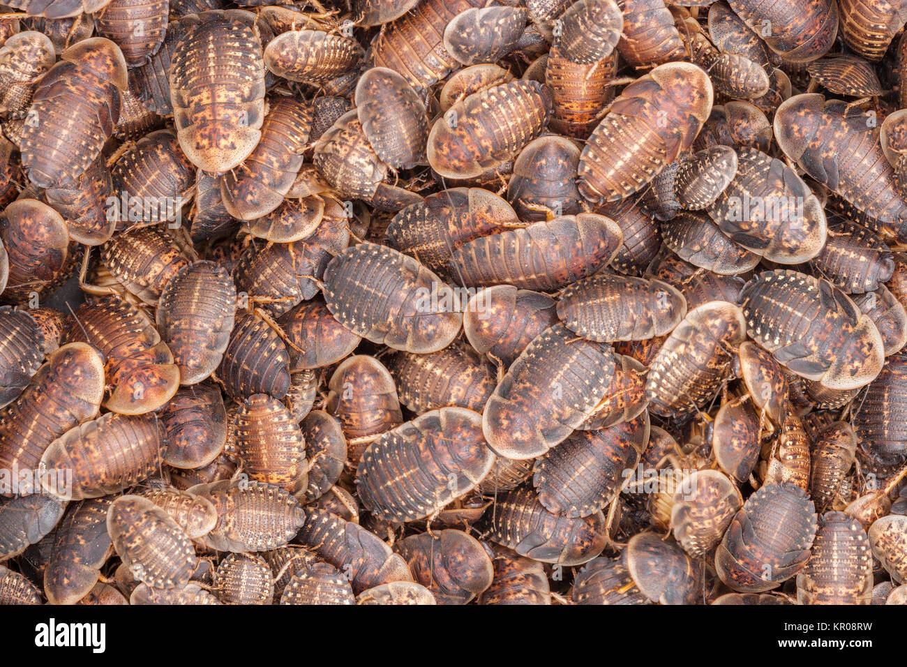 Tausende von Orange-beschmutzte Kakerlake (Blaptica Dubai) Nymphen. Diese Art von Roach gilt nicht als Plage. In Zentral- und Südamerika gefunden. Stockfoto