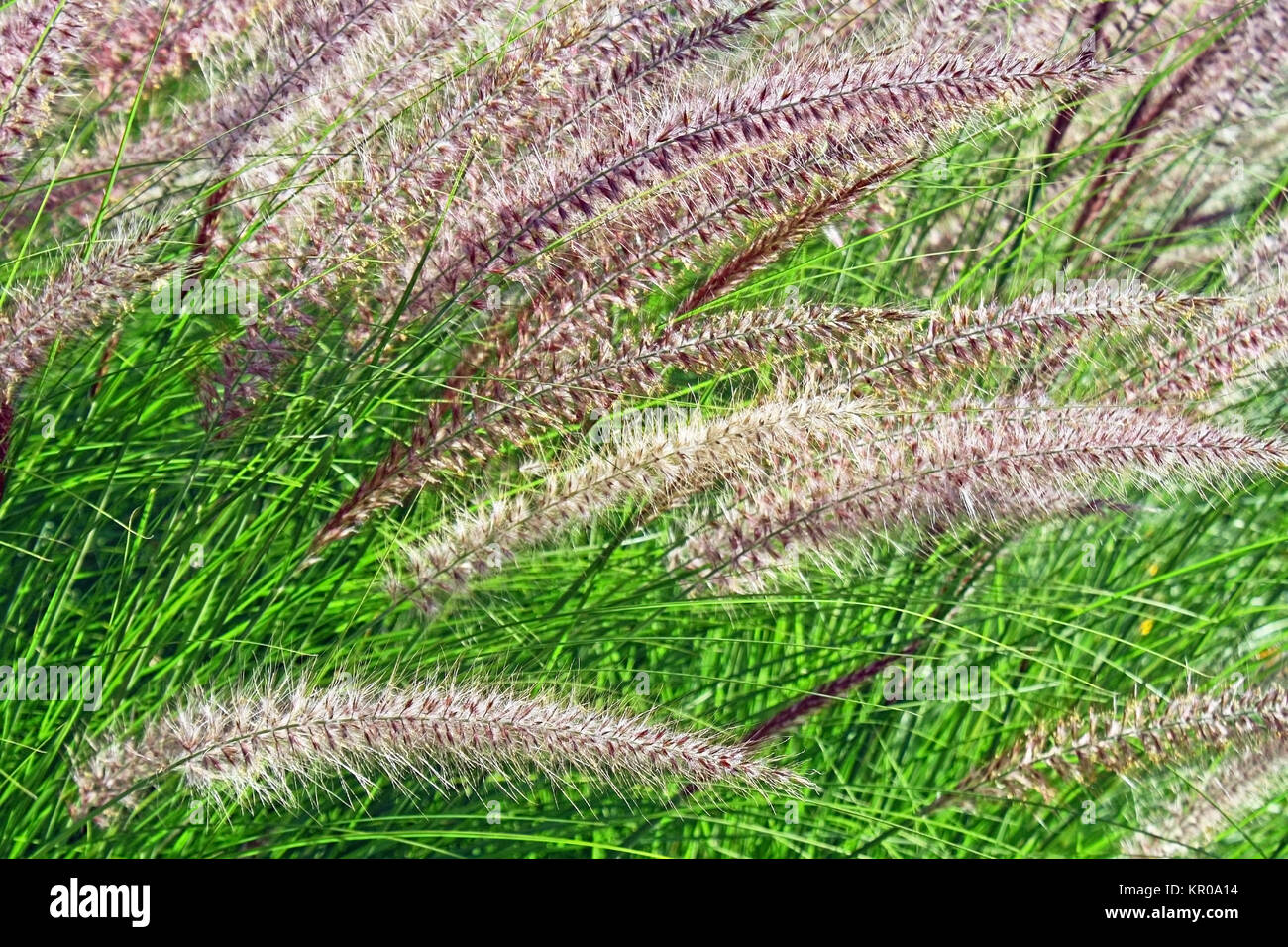 Brunnen GRAS - ein dekorativer Rasen und Garten Favoriten Stockfoto