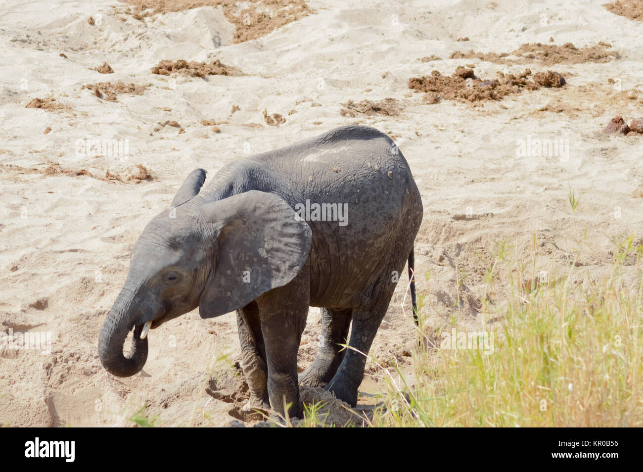 Elephanteau auf der Suche nach einem Wasserloch im Tarangire Park in Tansania Stockfoto