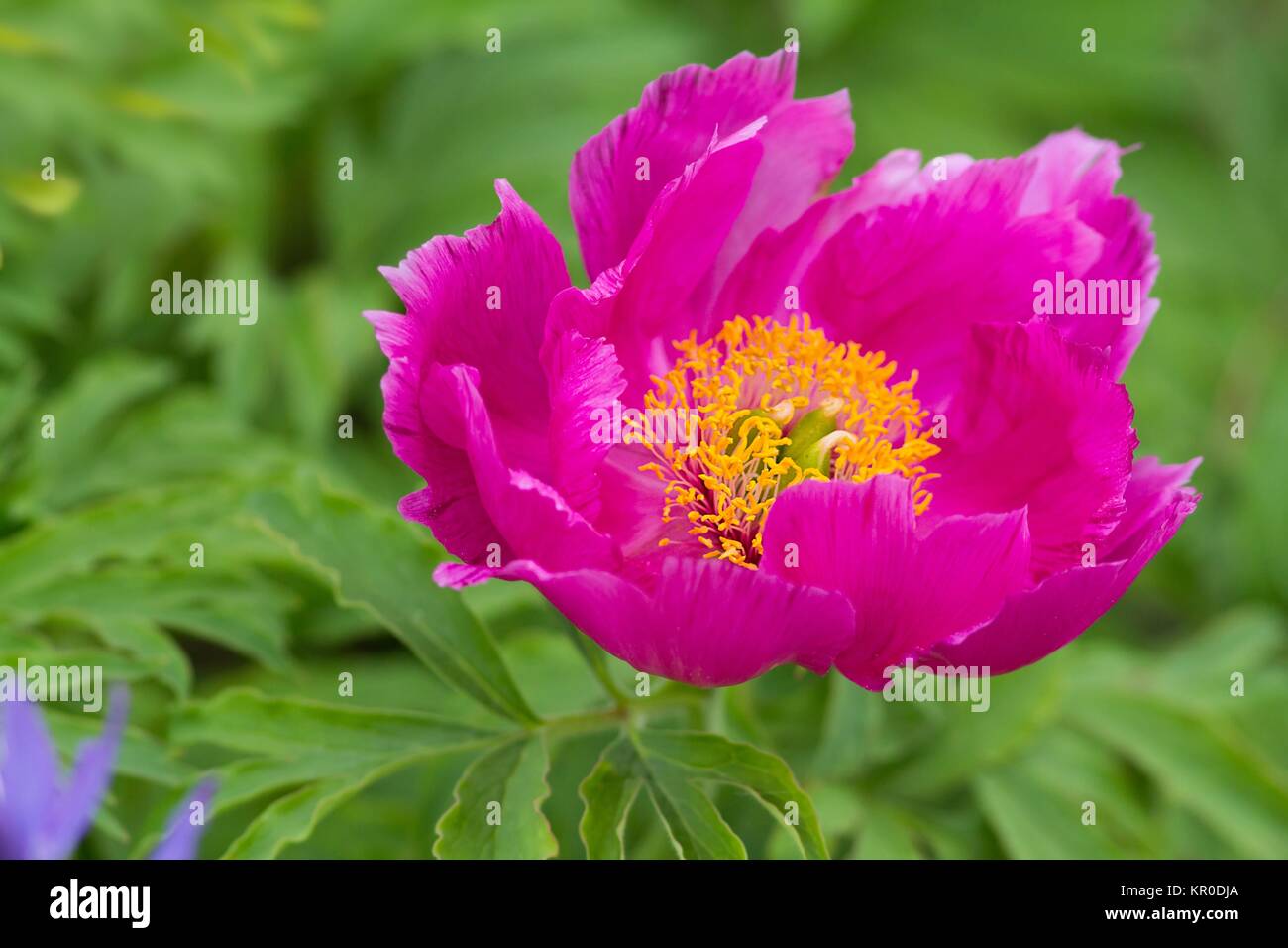 Paeonia officinalis/gemeinsame Pfingstrose Stockfoto