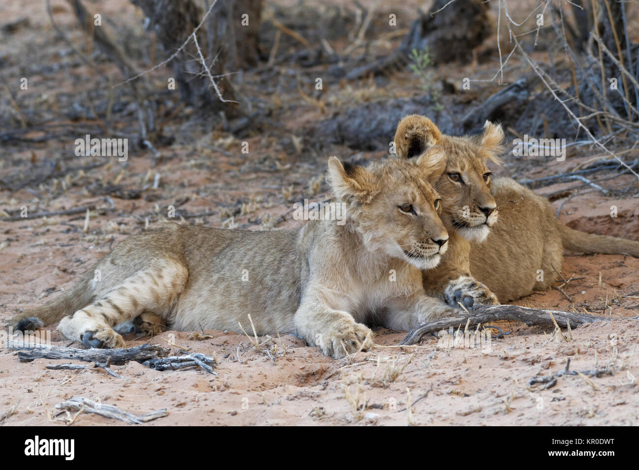 Afrikanische Löwen (Panthera leo), zwei Jungen am Sand in der Dämmerung liegend, Kgalagadi Transfrontier Park, Northern Cape, Südafrika, Afrika Stockfoto