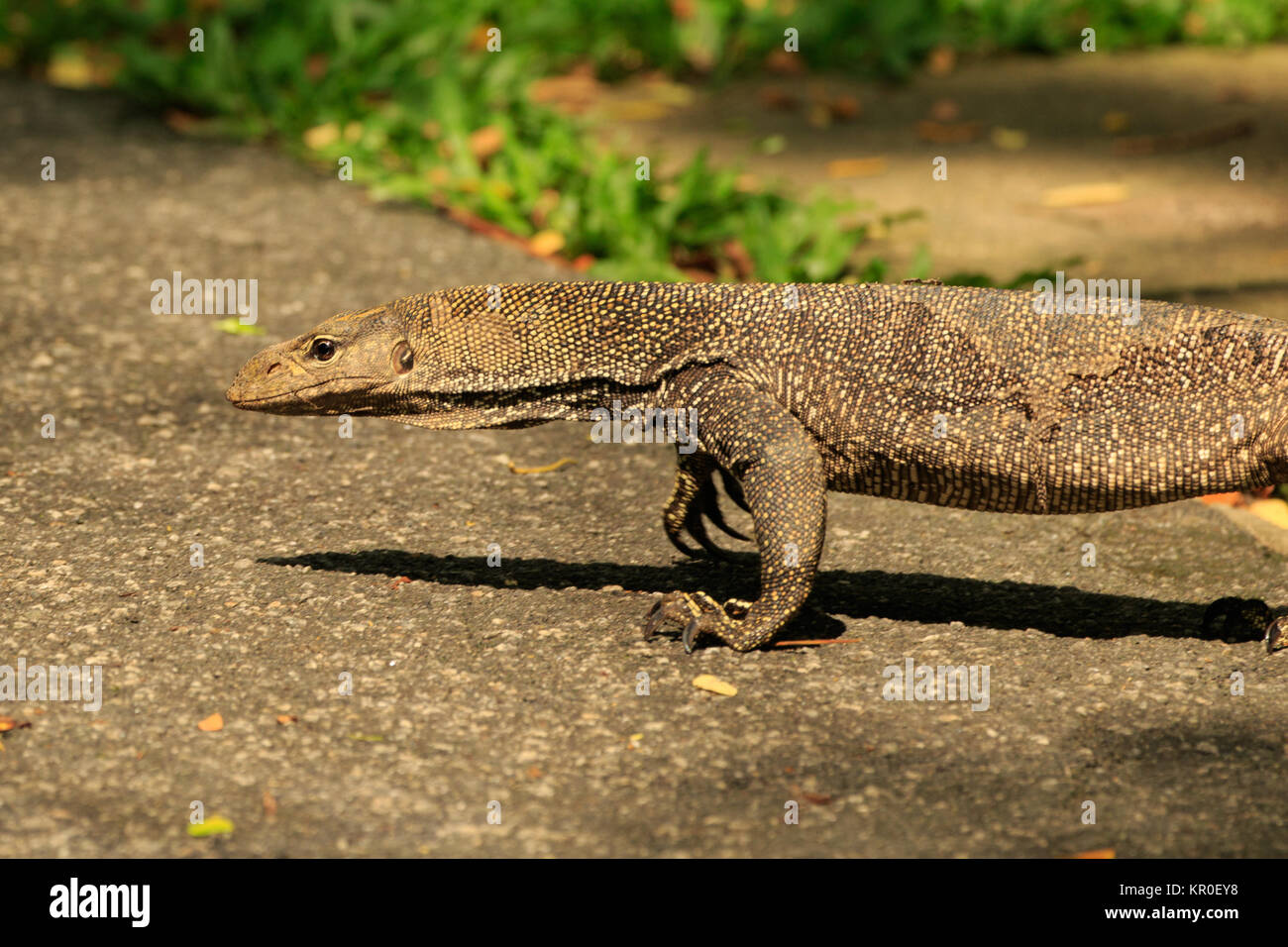 Wasser Waran, Botanischer Garten Singapur Stockfoto