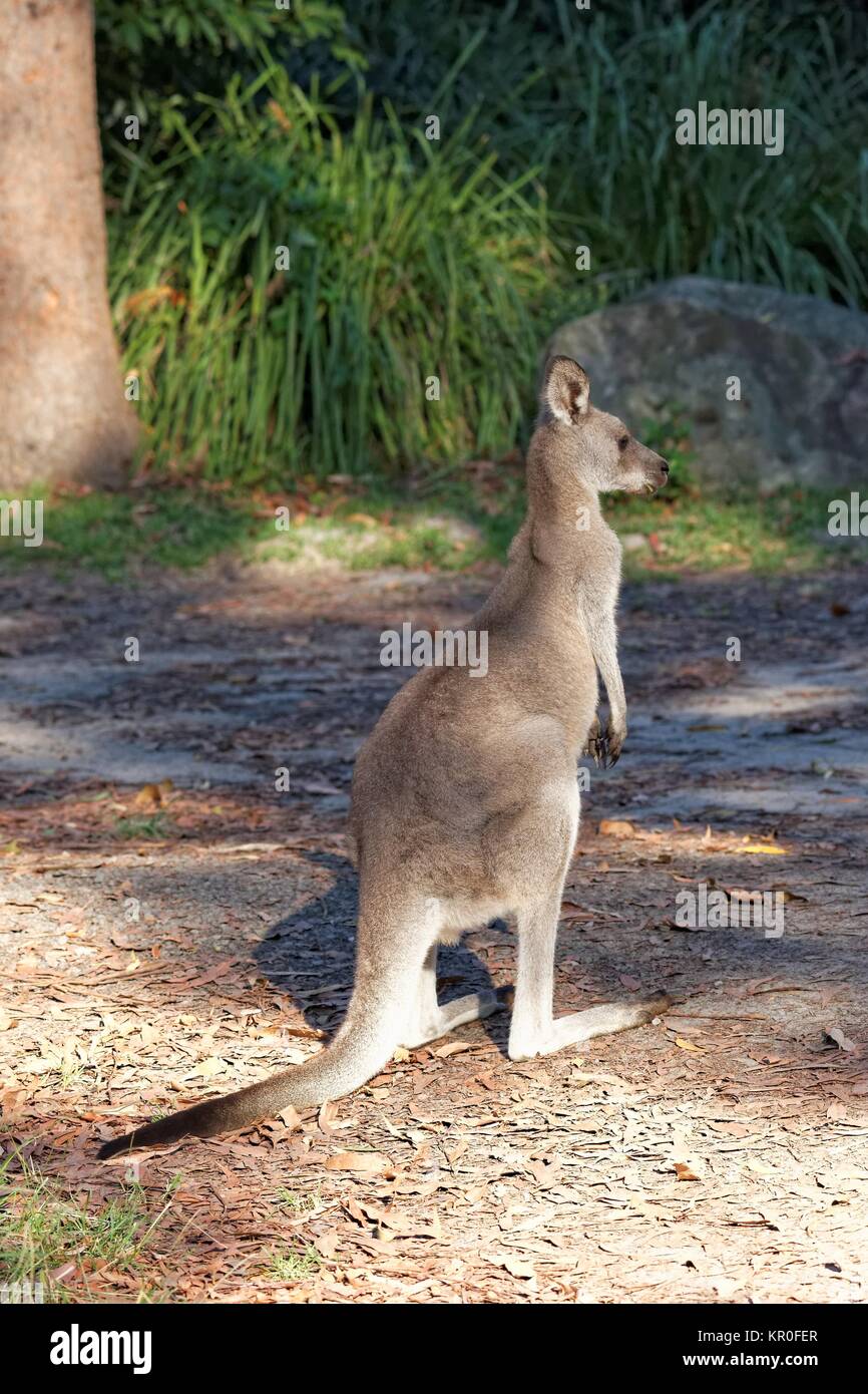 östliche graue Känguru Stockfoto