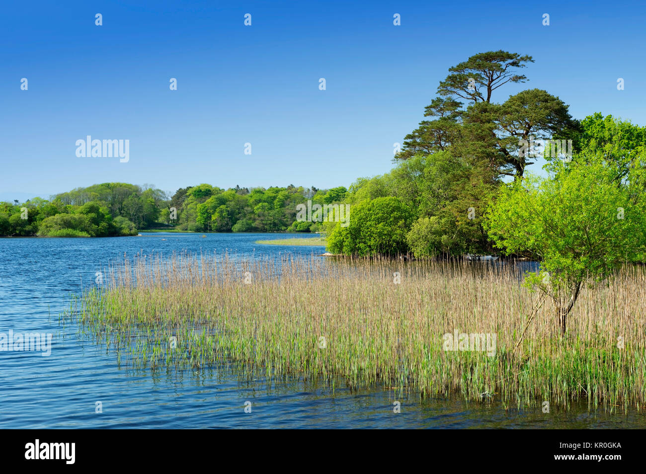 Lough Leane in Irland (Kerry Land) Stockfoto