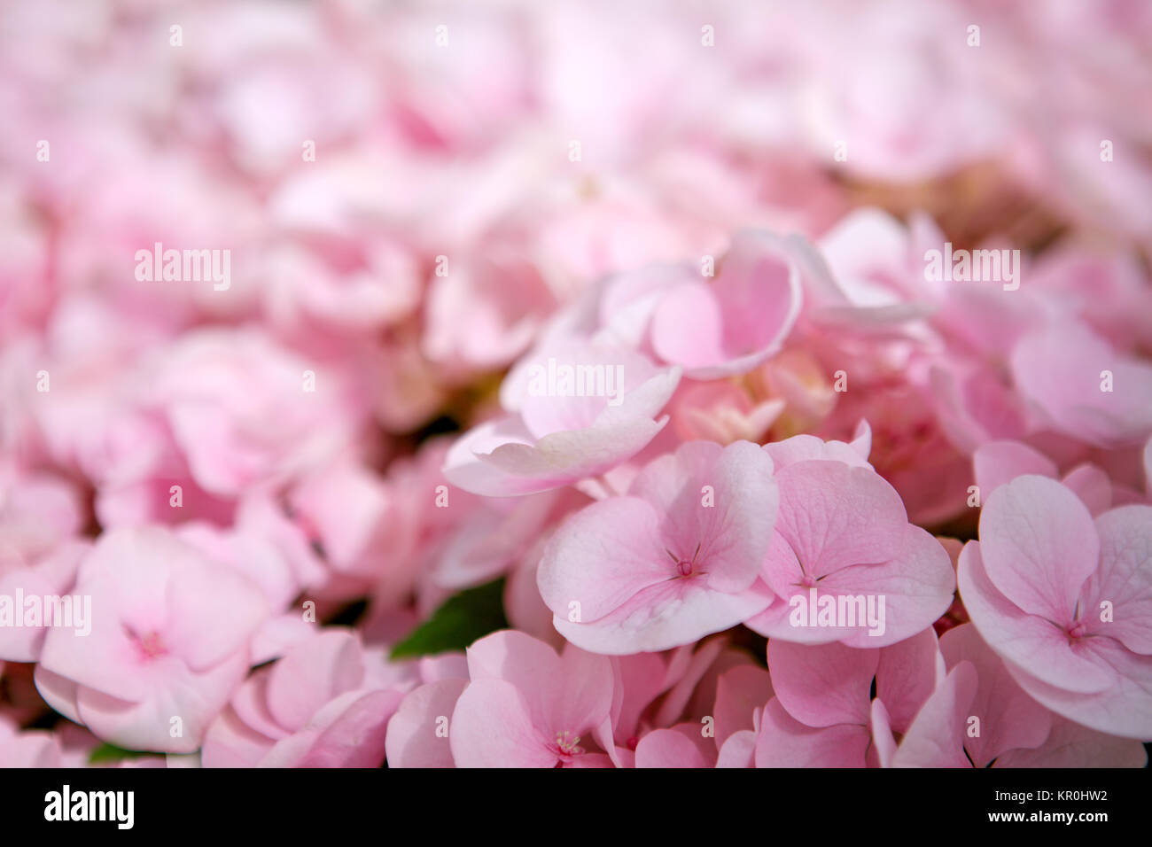 Rosa Blume hortensie Hintergrund schliessen. Nahaufnahme einer Gruppe pink hydrangea. Stockfoto