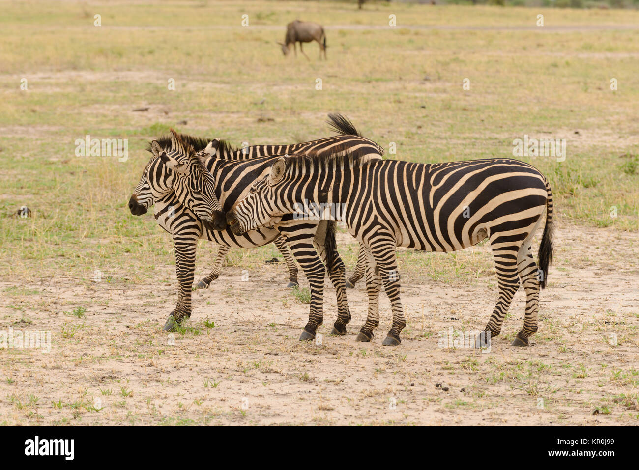 Gruppe von Burchell's Zebra oder Boehms Zebra (Wissenschaftlicher Name: Equus burchelli, unterart Equus burchelli boehmi oder "punda Milia'in Swaheli) Bild tak Stockfoto