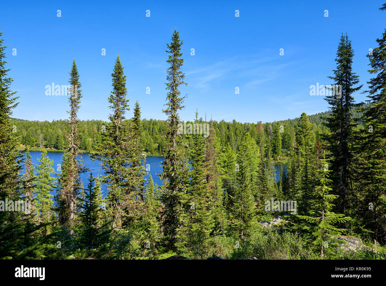 Taiga Tanne im Wald in der Nähe von Blue Lake. Naturpark Ergaki. Region Krasnojarsk. Russland Stockfoto