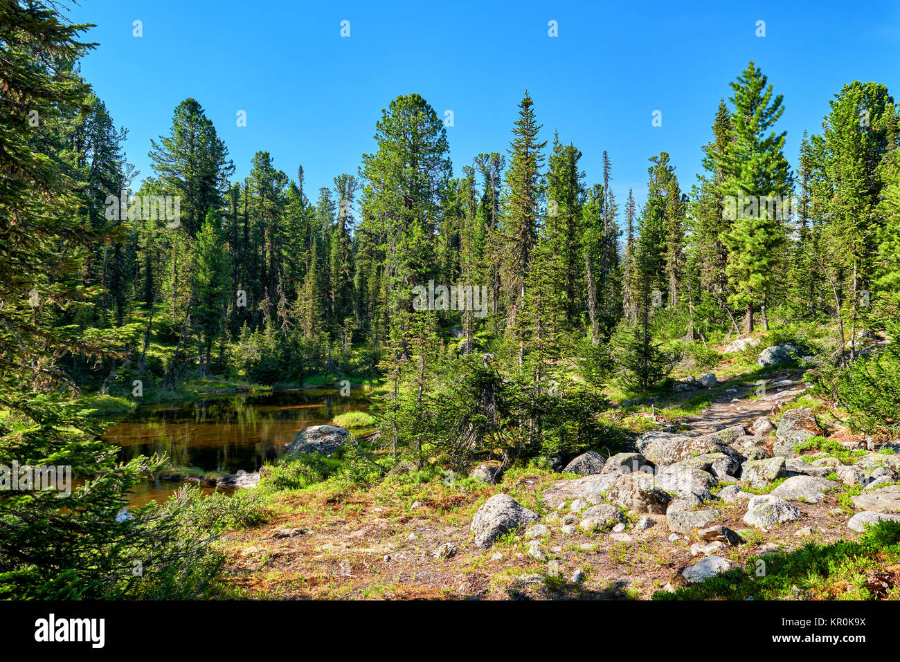 Taiga Landschaft -Fotos Und -Bildmaterial In Hoher Auflösung – Alamy