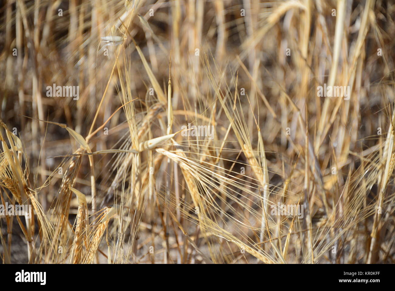 Cornfield in Spanien Stockfoto