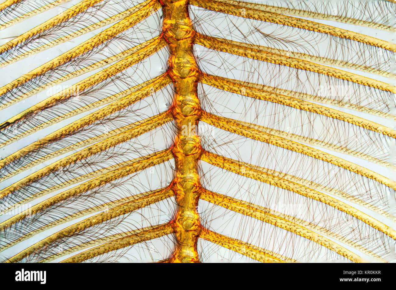 Lüftersonden Stockfoto