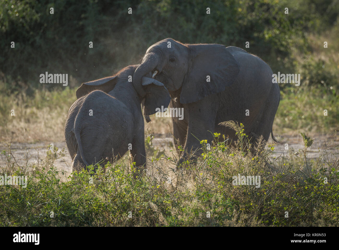 Zwei baby Elefanten spielen Kämpfen in Büschen Stockfoto