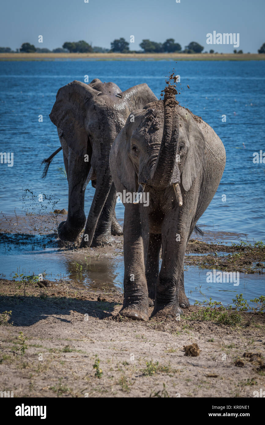 Elefanten werfen Schlamm über dem Kopf neben Fluss Stockfoto