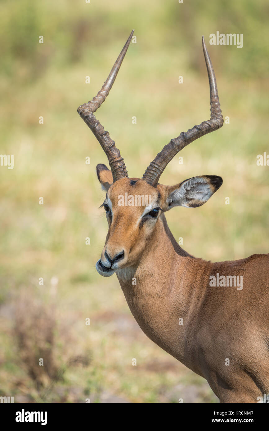 Nahaufnahme von männlichen Impala auf Rasen zu kauen Stockfoto