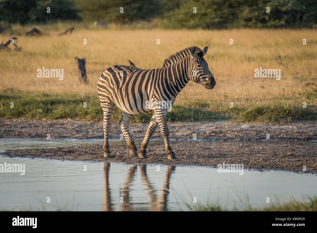 Burchell Zebra mit gelb-billed Oxpecker Flussufer Stockfoto