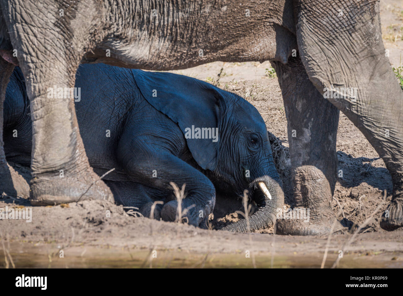 Baby-Elefant im Schlamm am Ufer liegend Stockfoto