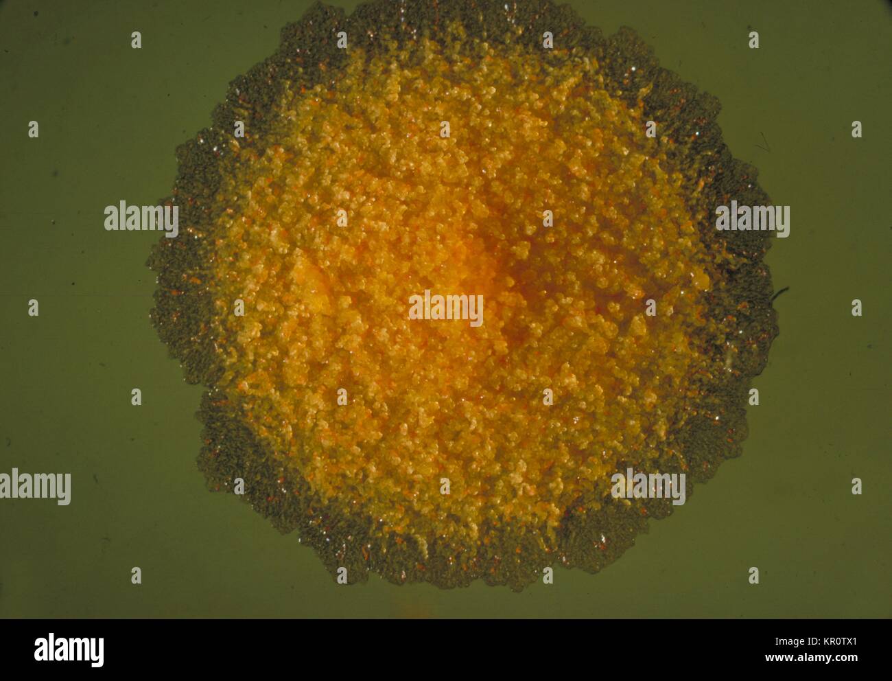 Diese Platte Kultur von Mycobacterium balnei zeigt eine grobe Kolonie von granuliertem Wachstum mit feinen roten Farbstoff Einlagen, 1965. Die kultur Wachstum findet über 7-14 Tage, und ist optimal bei 32 Grad}{C. M. balnei, auch bekannt als Mycobacterium marinum, ist ein Tier-assoziierten Krankheitserreger, und Infektion kann folgenden Haut Trauma in Süß- oder Salzwasser auftreten. Bild mit freundlicher Genehmigung von CDC/Dr. Charles C. Shepard. Stockfoto