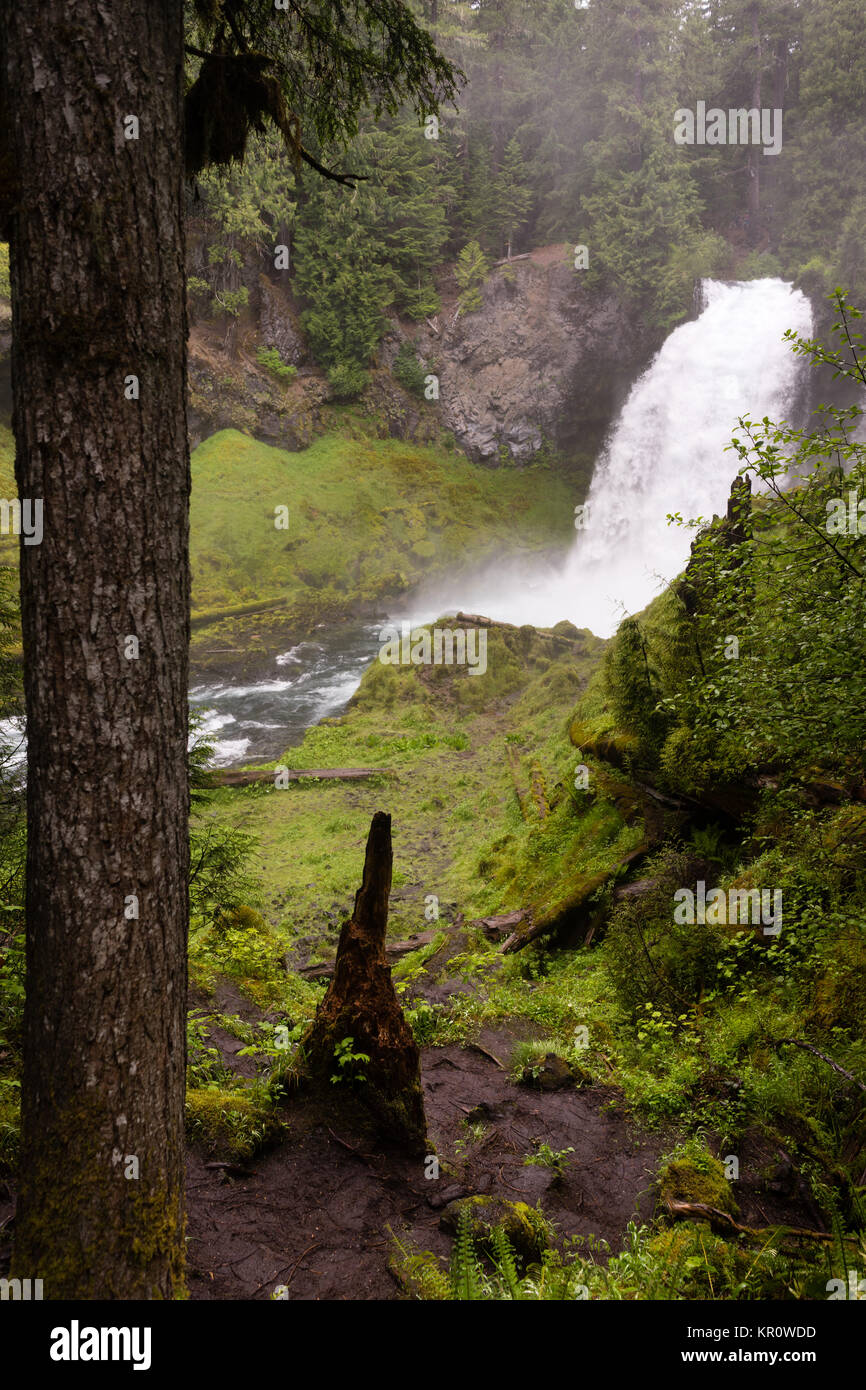 Sahalie Falls McKenzie River National Recreation Trail Natur Landschaft Stockfoto