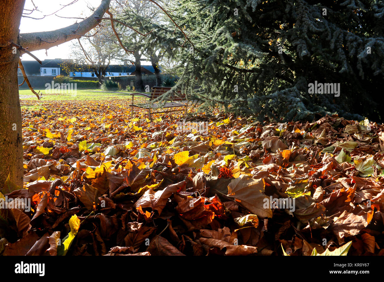 Blätter im Herbst im ehemaligen historischen Baracken, Walmer Stockfoto