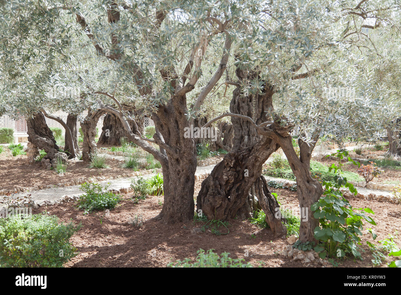 Garten Gethsemane, Jerusalem Stockfoto