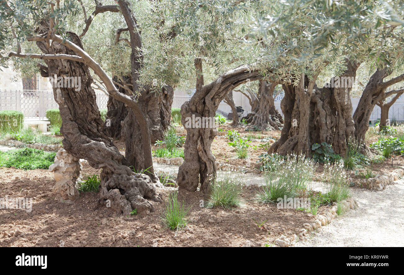 Garten Gethsemane Jerusalem Stockfoto Bild 169052291 Alamy