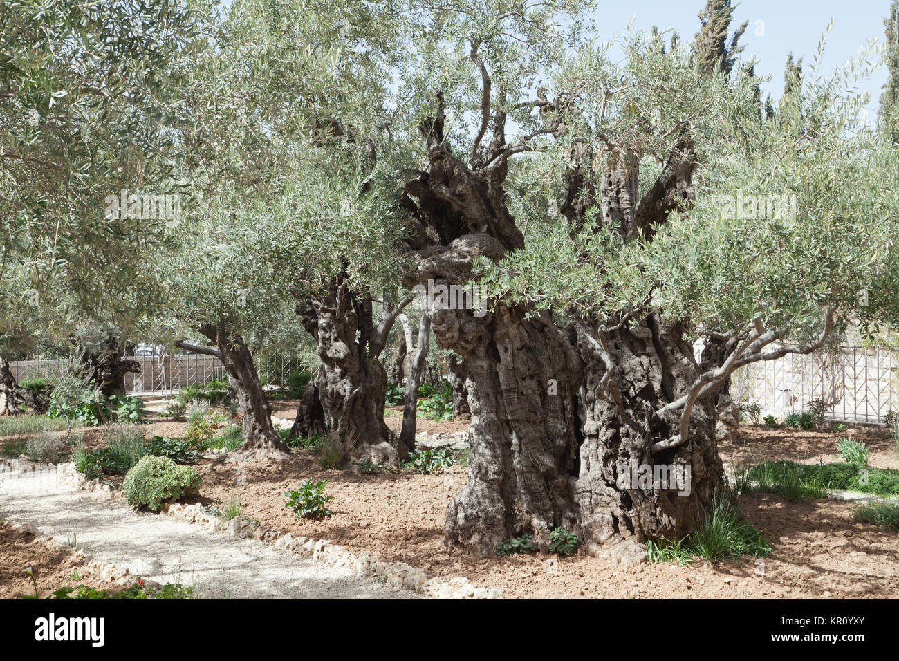 Garten Gethsemane Jerusalem Stockfoto Bild 169052323 Alamy