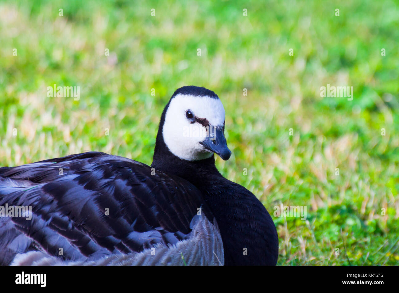 Annehmlichkeiten Nonnengans Stockfoto