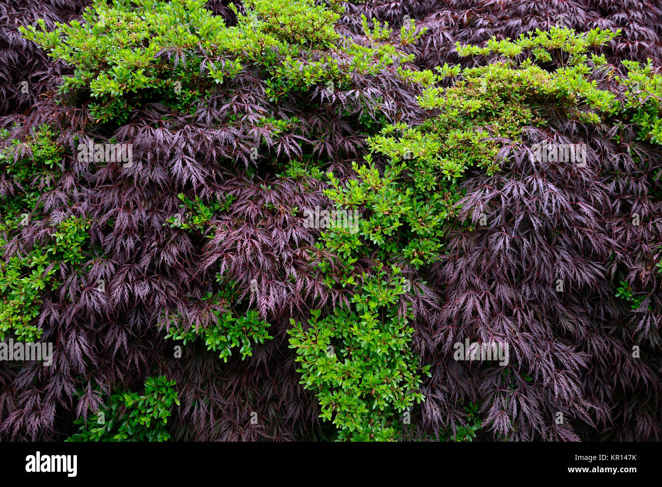 Acer palmatum Dissectum, Wachsen, wachsende, durch, Evergreen, Strauch, Sträucher, Lila, Grün