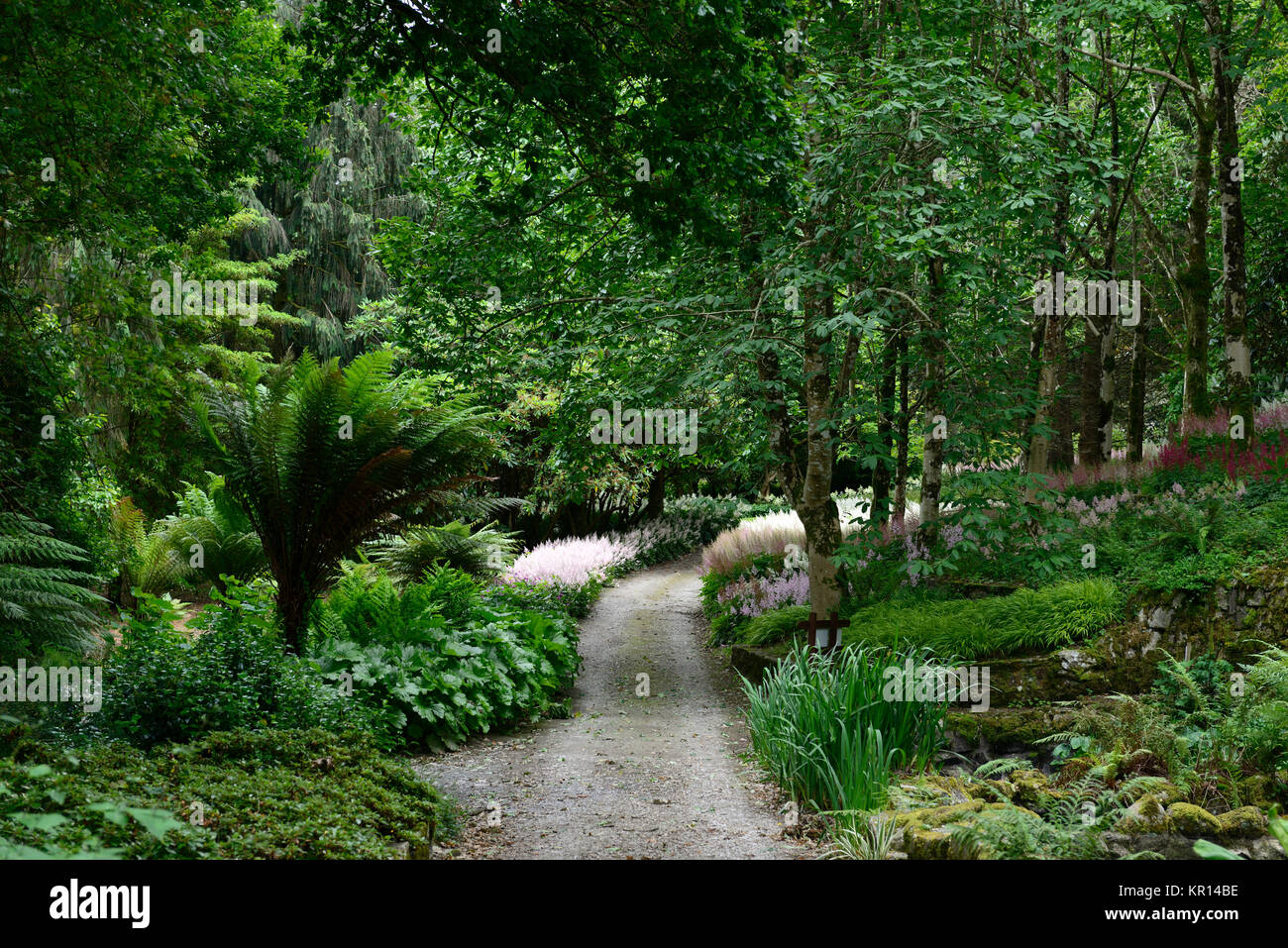 Astilbe chinensis, falsche goatsbeard, Holz, Wald, Schatten, Schatten, Schatten, mehrjährig, Stauden, Mount Congreve Gärten, Blumen, RM Floral Stockfoto