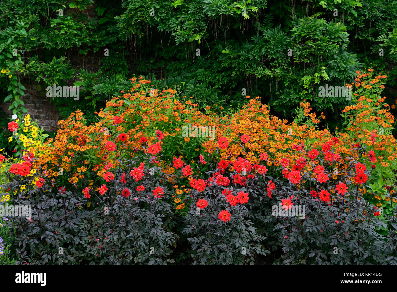 Dahlie Bischof von Llandaff, Rot, Dahlien, Orange, helenium hybride
