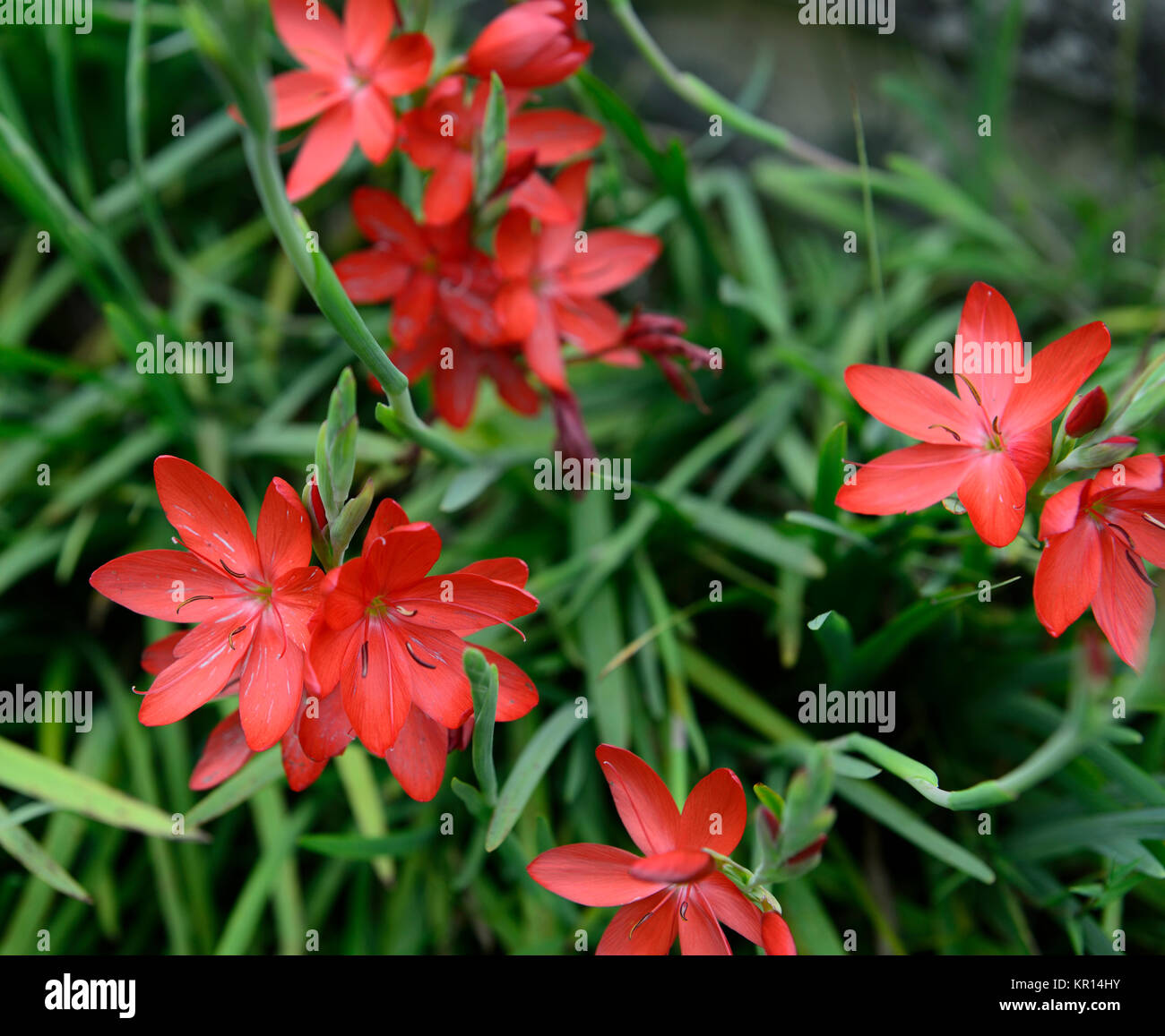 Hesperantha coccinea, schizostylis coccinea, Rot, Blume, Blumen, Blüte, Zwiebeln, Herbst, Pflanzen Porträts, RM Floral Stockfoto