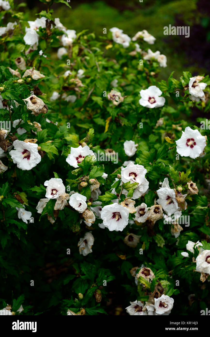 Hibiscus syriacus, stieg von Sharon, Syrische ketmia, rose Mallow, St Joseph's Stab, Rosa de Sharon, weiß, tief rot, Blüte, Blumen, Blüte, RM Floral Stockfoto