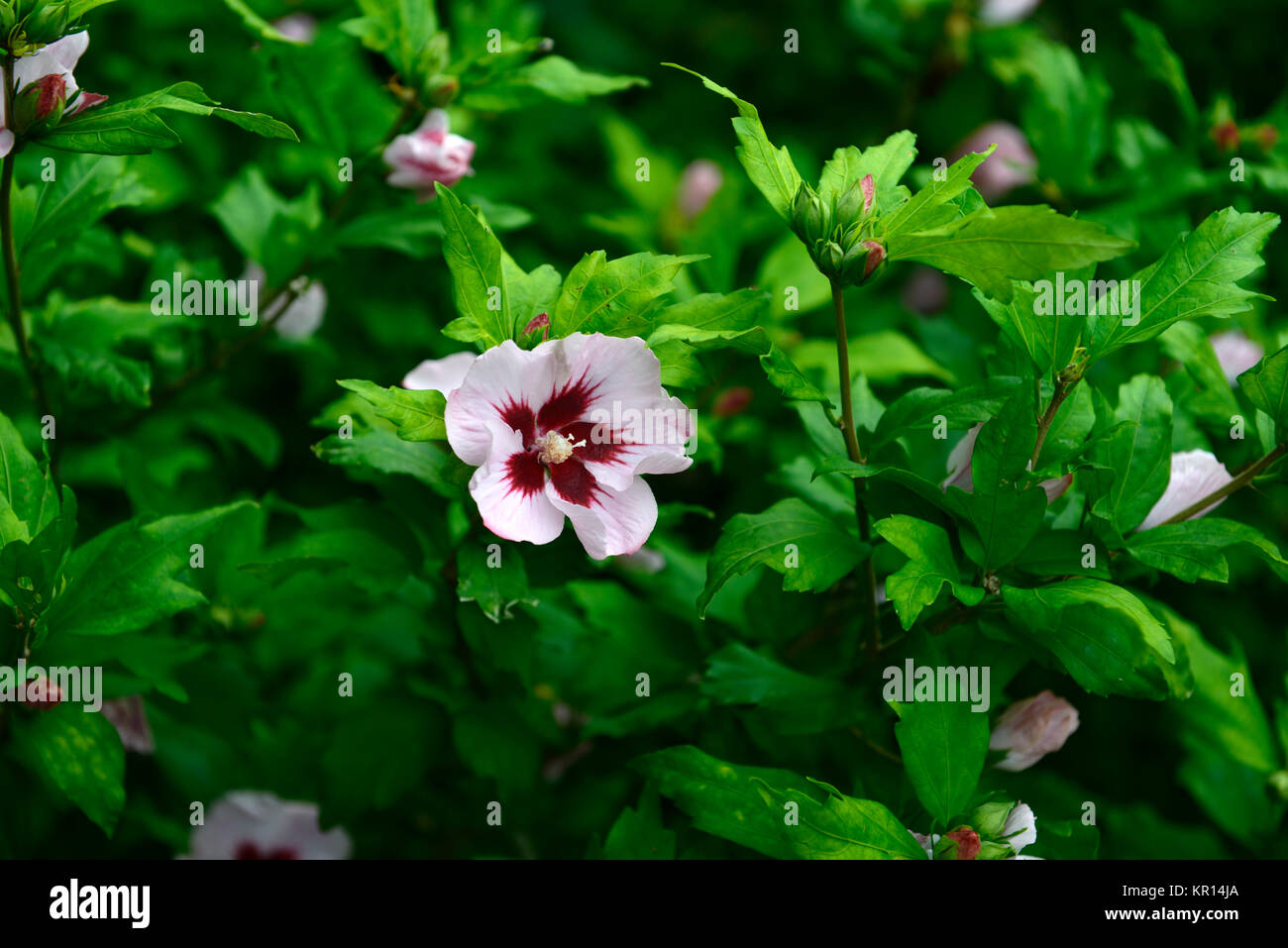 Hibiscus syriacus, stieg von Sharon, Syrische ketmia, rose Mallow, St Joseph's Stab, Rosa de Sharon, Rosa, Rot, Blüte, Blumen, Blüte, RM Floral Stockfoto
