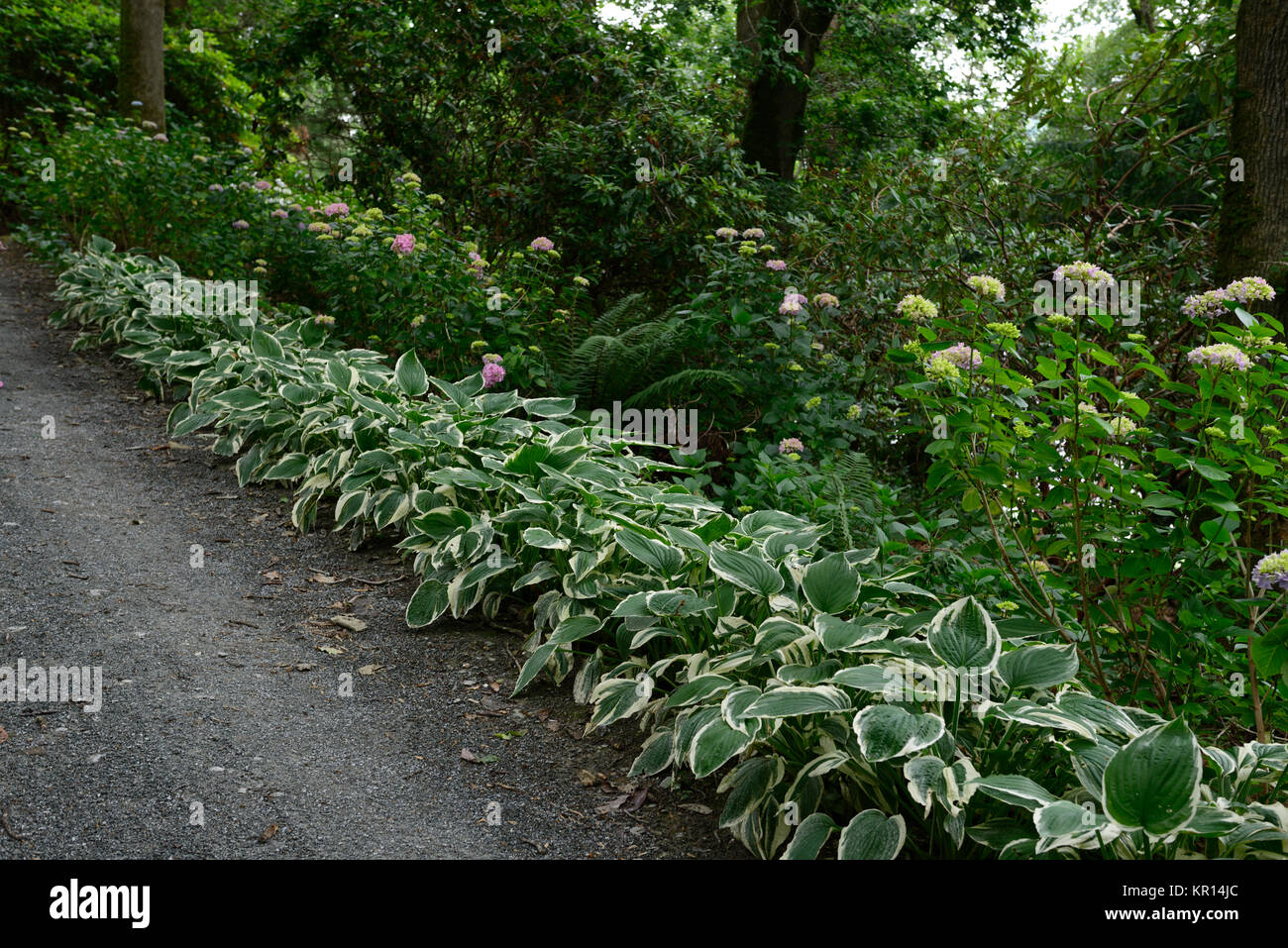 Hosta undulata Variegata, line, Futter, Weg, Pfad, Holz, Wald, Schatten, schattig, schattiert, Funkien, RM Floral Stockfoto