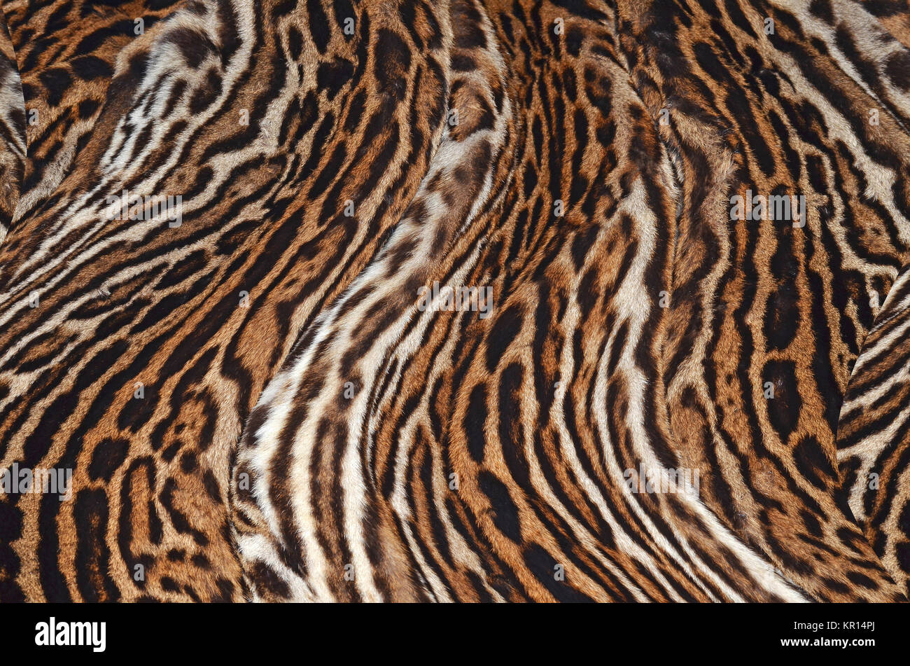 Leopard Textur Hintergrund Stockfoto