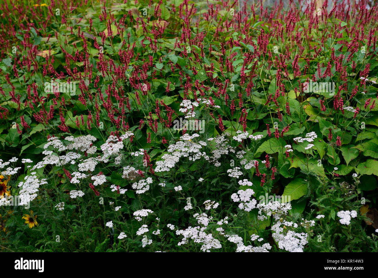Persicaria amplexicaulis Red Baron, Achillea millefolium, Schafgarbe, Weiß, Rot, Blume, Blumen, Blüte, Mix, Gemischt, Kombination, RM floral Stockfoto