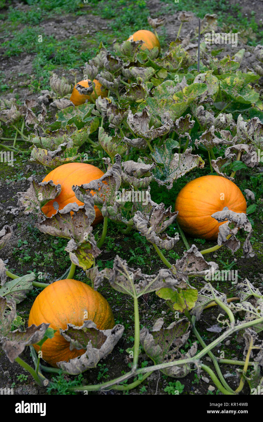 Kürbis, Orange, Boden, Reif, reif für die Ernte, Halloween, Carving, Fun, Squash, Essbar, Zierpflanzen, Gemüse, RM Floral Stockfoto