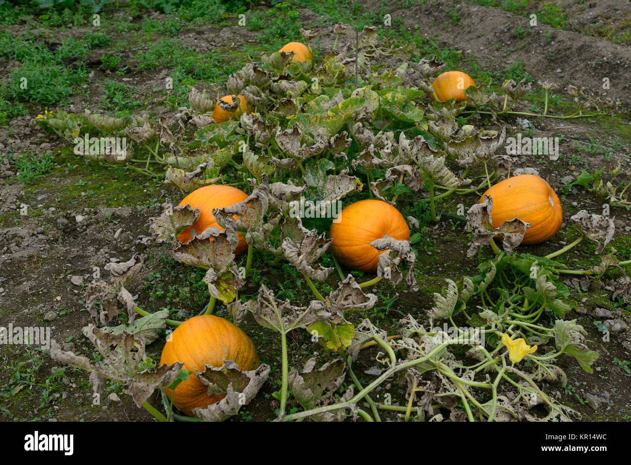 Kürbis, Orange, Boden, Reif, reif für die Ernte, Halloween, Carving, Fun, Squash, Essbar, Zierpflanzen, Gemüse, RM Floral Stockfoto